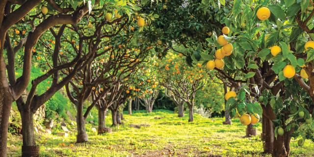 Lemon farm discount