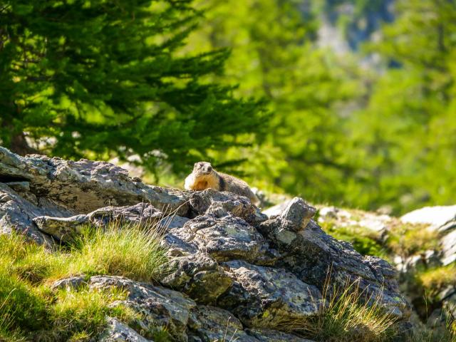 nature-biodiversite-parc-national-mercantour-isabelle-fabre.jpg
