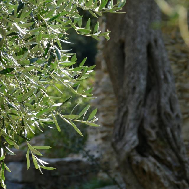 Olivier Breil-sur-Roya