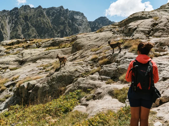 Valmasque Valley Mercantour National Park With Animals Pango Visual