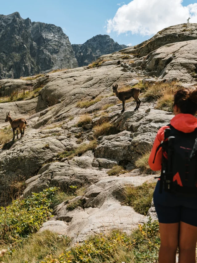 Valmasque Valley Mercantour National Park With Animals Pango Visual