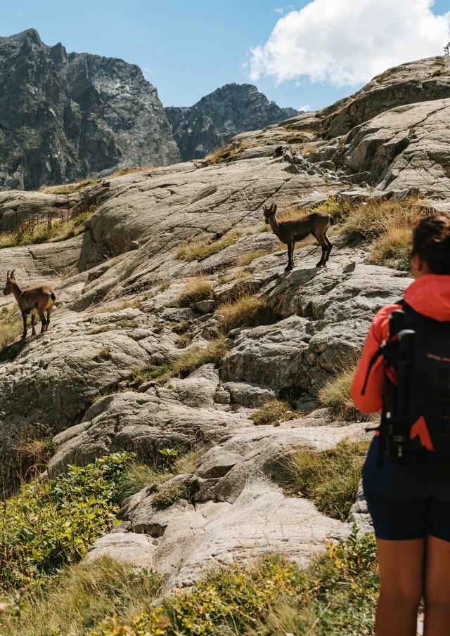 Vallee De La Valmasque National Park Du Mercantour Mit Tieren Pango Visual
